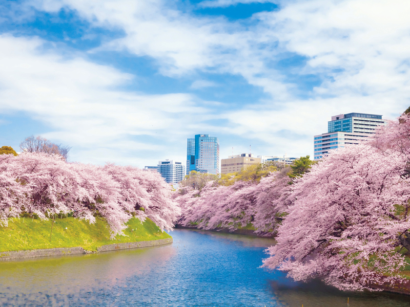 A day trip to see the cherry blossoms in Tokyo during the height of spring.