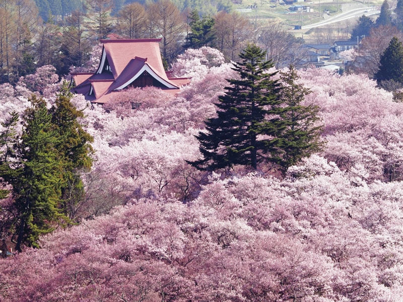 Tateyama Snow Corridor&Takato Cherry Blossom Festival (2-Days)