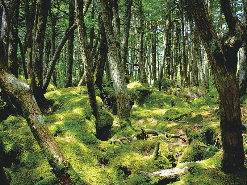 御射鹿池・綠苔之森・白駒池　造訪秋天的3個奥蓼科絕景 一日遊