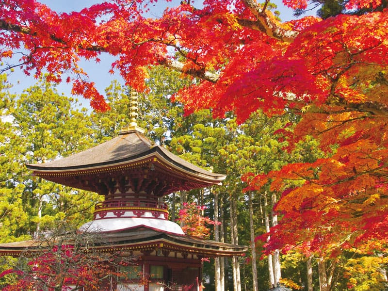 搭乘絶景列車「高野花鐵道 天空」與錦秋的世界遺產 高野山楓紅7景 一日遊