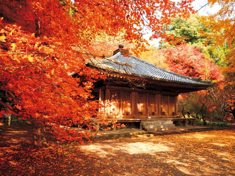 暢遊3個隱藏楓葉景點！九州最古老木造建築「富貴寺」與「文殊仙寺」・「兩子寺」&10隻明蝦午餐 一日遊