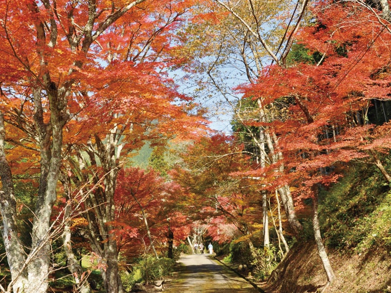 染上錦繡秋色的嵐山「嵯峨野遊覽小火車」&周遊奥丹波紅葉名勝&品味7道松茸菜與神戶牛 一日遊