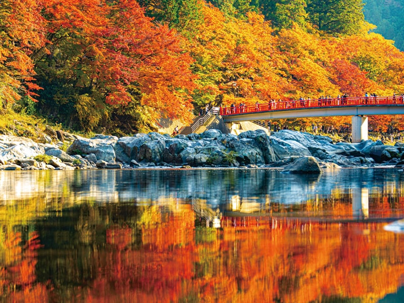 至少想要去一次的東海最佳賞楓勝地！紅葉香嵐溪與秋季盛開的約10,000棵小原四季櫻 一日遊