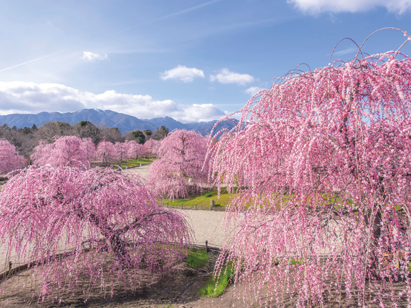 日本最大的垂枝梅花公園「鈴鹿之森庭園」&品牌草莓贈品&近江牛鐵板燒全餐 一日遊