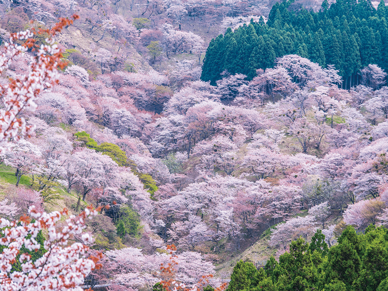 吉野千本櫻・又兵衛櫻・高田千本櫻 造訪3個櫻花美景和5種高級草莓贈品 春彩櫻花祭 一日遊