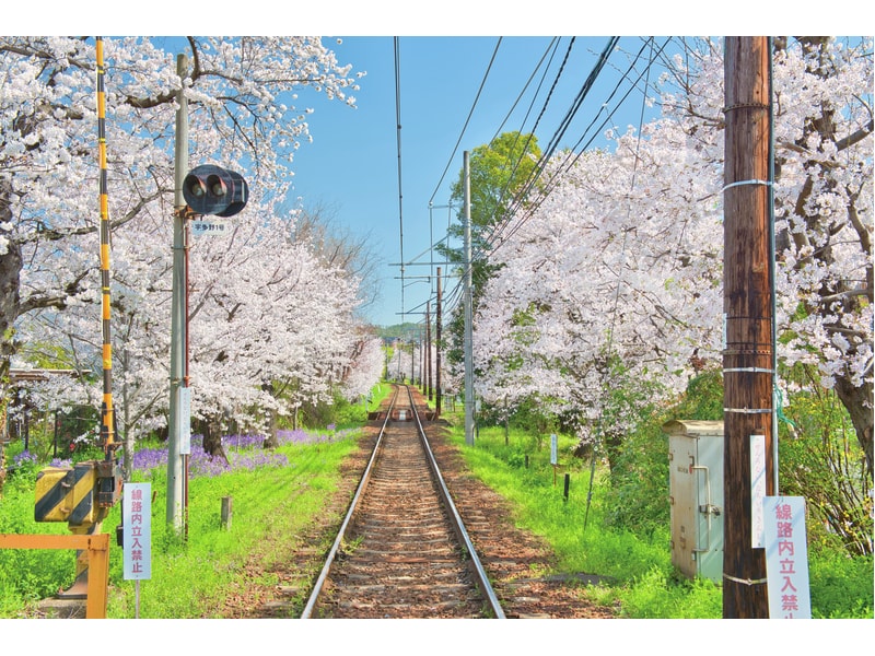 「嵐電」櫻花隧道與嵐山屋形船遊覽＆品味高雄川床料理 一日遊