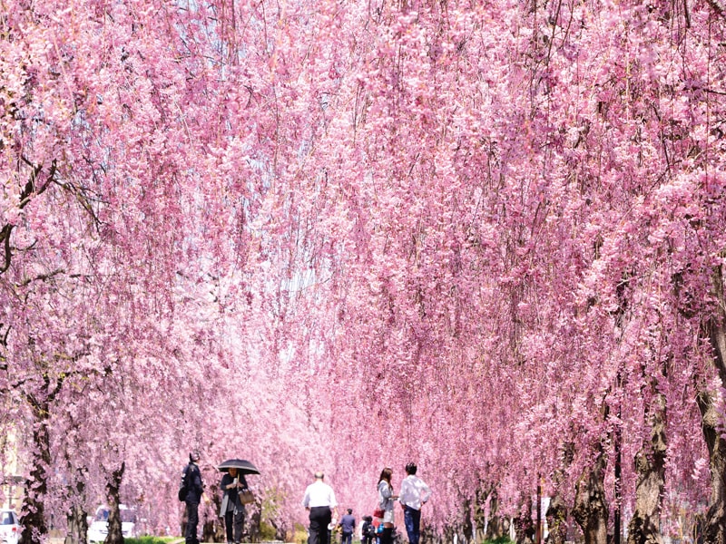 【來回搭乘新幹線】日本規模最大的喜多方千本垂枝櫻與春天的大内宿　會津鐵道湯野上溫泉站　一日遊