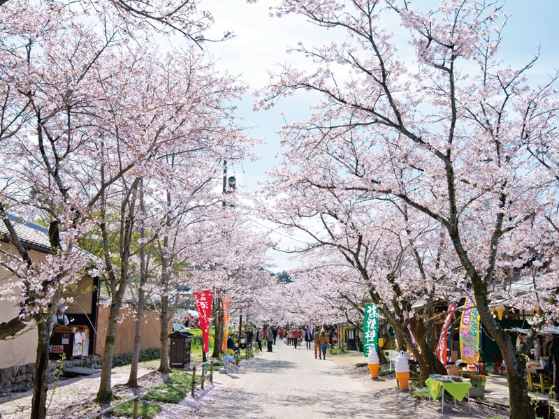 春季櫻花爛漫的秋月城跡＆Miyako Hotel Hakata享用午餐 一日遊