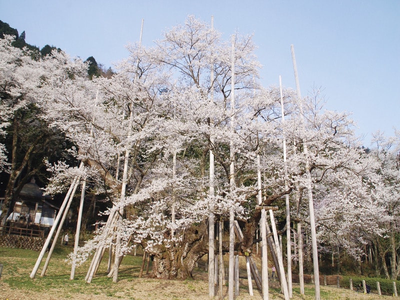 「根尾淡墨櫻」＆谷汲山華嚴寺賞櫻與近江牛5種贈品 近江牛鐵板燒晚餐　岐阜 一日遊