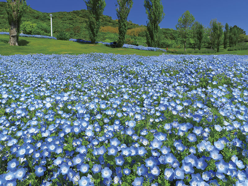 明石海峽公園春遊賞花＆摘草莓體驗・品牌草莓贈品・日本產伊勢龍蝦１尾・神戶牛套餐 一日遊
