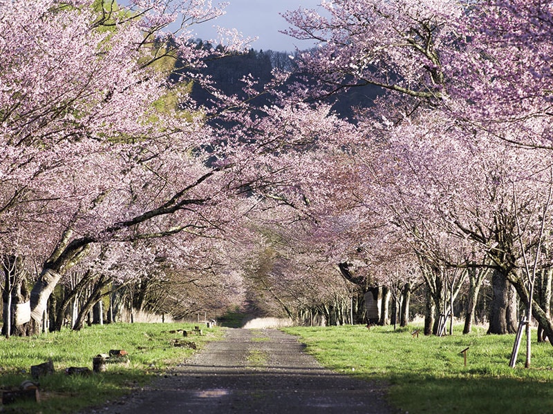 櫻花盛開！静内二十間道路櫻花大道・優駿記念館・日高海螺飯便當 一日遊