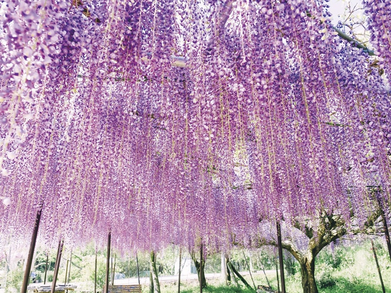 白毫寺「九尺藤」＆神戶農業公園「粉蝶花」＆鰻魚・品牌草莓贈品 一日遊