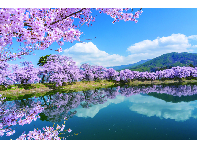 高遠城址公園的天下第一櫻・光前寺垂枝櫻・六道堤櫻花＆品味信州特級和牛 一日遊