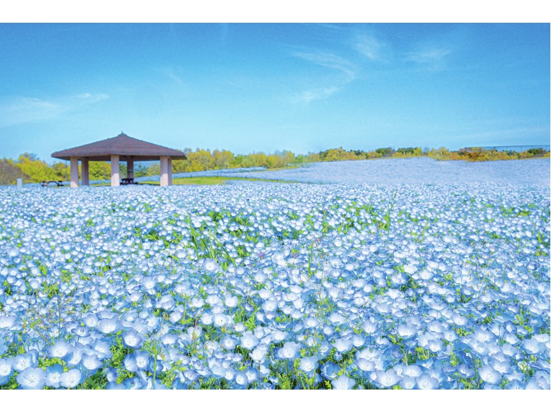 【熊本車站出發】國營海中道海浜公園「粉蝶花海」＆福岡海鷹希爾頓酒店自助午餐 一日遊