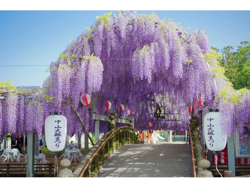 【熊本車站出發】採草莓限時暢吃＆中山大藤・杜鵑花＆名物「迷你蒸籠鰻魚」 福岡一日遊