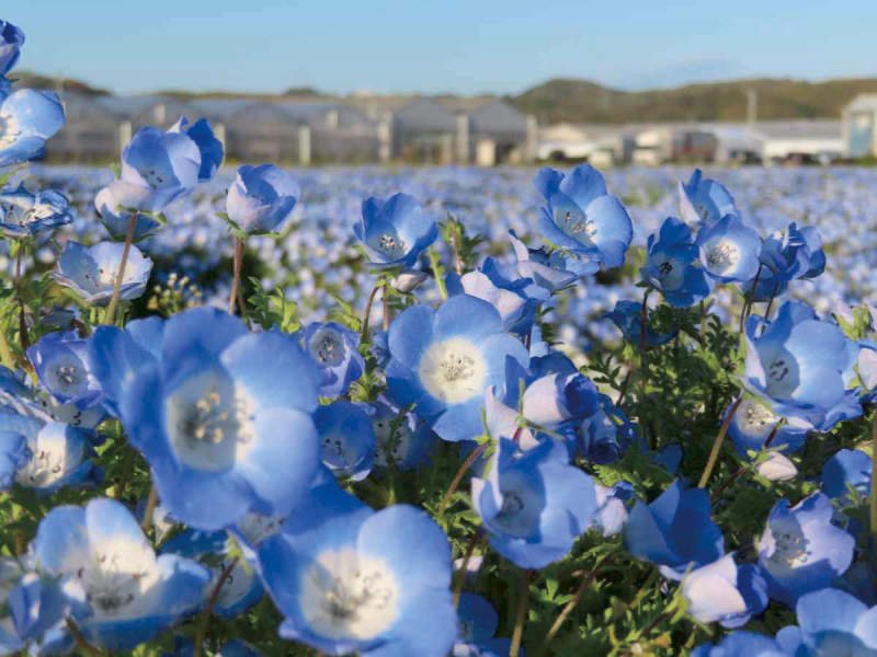 極致鮮活！活跳車蝦刺身・車蝦料理120分鐘無限暢吃＆花之海粉蝶花 一日遊