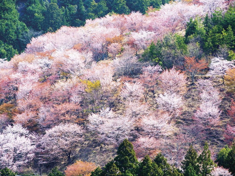 吉野千本櫻・明日香村油菜花與櫻花＆草莓贈品 一日遊