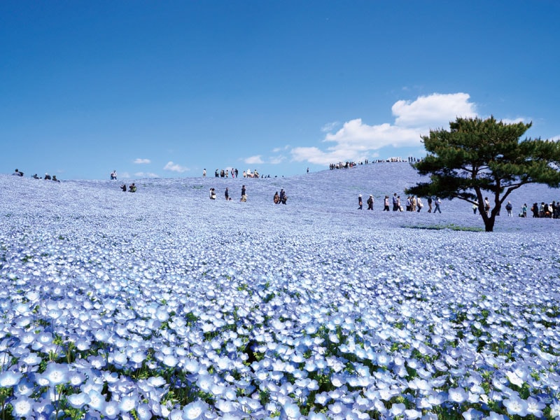 ทัวร์รถบัส 1 วัน  ดอกเนโมฟีลาที่ Hitachi Seaside Park & ดอกฮิสทีเรียที่ Ashikaga Flower Park พร้อมนำเมลอนกลับบ้านได้