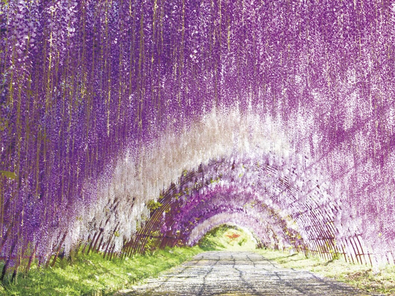 ทัวร์รถบัส 1 วัน สวนวิสทีเรีย Kawachi Fuji Garden ＆ เมนูปลาปักเป้าจากชิโมโนเซกิ